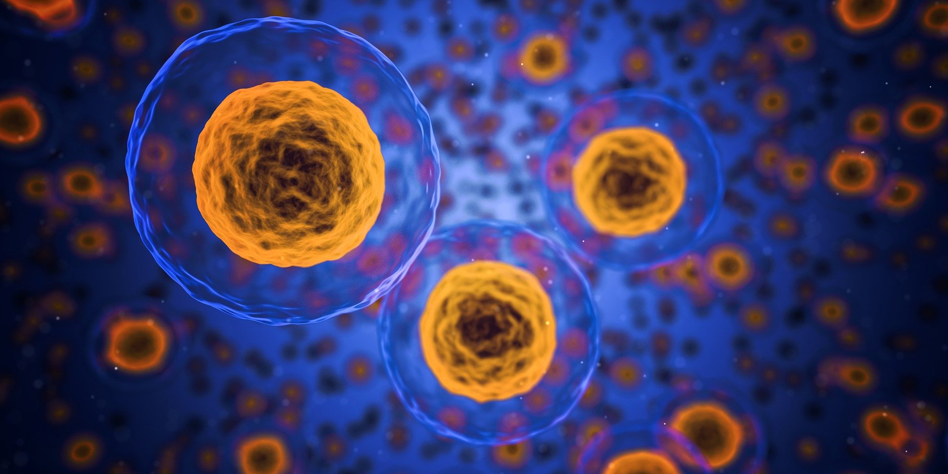 immune system, système immunitaire, coronavirus, Covid-19, osteopathy, Ostéopathie, Santé, Health